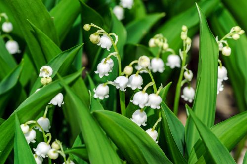 Le muguet, fleur du 1er mai