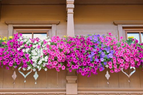 Des plantes résistantes à la chaleur 