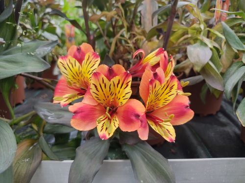 L'alstroemeria, une vivace colorée 