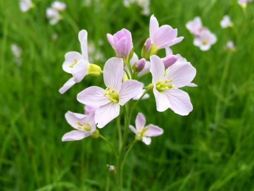 La cardamine des prés