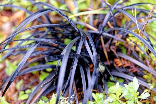 Ophiopogon Nigrescens, une vivace bien noire