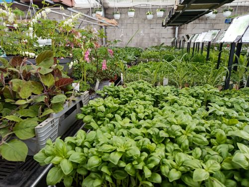 Quels légumes peut-on planter côte à côte sans problème ?