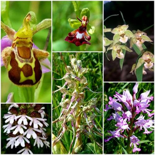  Les belles orchidées