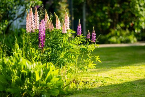 Les lupins, fleurs oubliées de nos grands-mères !