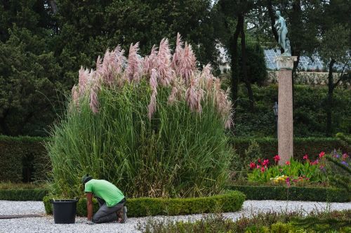 L’herbe de la Pampa : une plante ornementale devenue envahissante