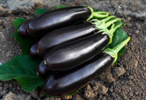 Aubergines à la façon des papes