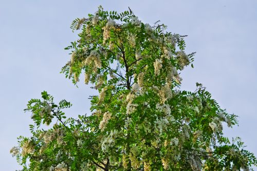 Le robinier faux-acacia