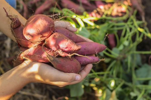 Cultiver la patate douce dans son jardin c'est possible 