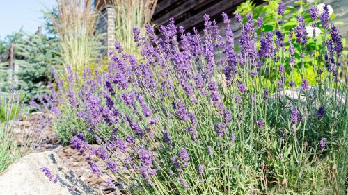 Pour repousser les moustiques, certaines plantes sont efficaces 