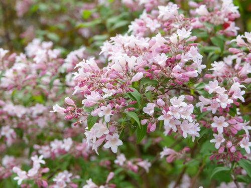 La Kolkwitzia, le buisson de beauté