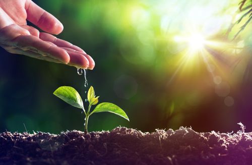 Soigner les plantes par les plantes