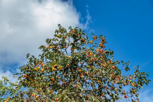 Le plaqueminier, un arbre à vitamines