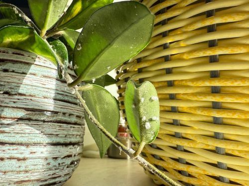 Cochenilles farineuses : les reconnaître et s’en débarrasser