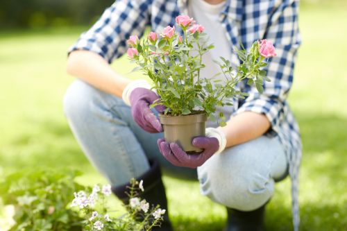 Tous les secrets pour bien planter un rosier