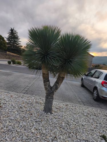 Yucca rostrata : l’élégance venue du Mexique
